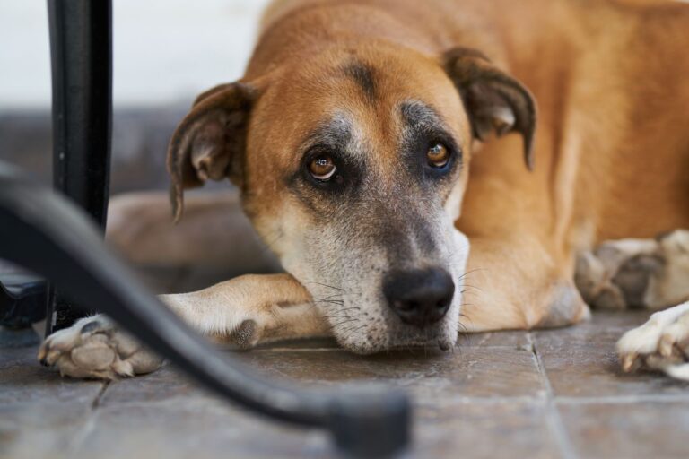cane diabetico cosa fare